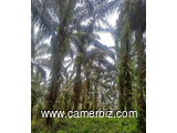 Location de 5 hectares de terrain palmeraies et 3 hectares de terrain cacaoyers à louer 